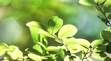 サステナビリティ